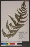 Dryopteris hypophlebia Hayata `s