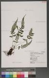 Athyrium tozanense Hayata ܿ\