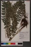 Polystichum nepalense (Spreng.) C. Chr. nտ