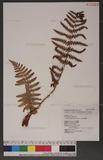 Dryopteris chrysocoma (Christ) C. Chr. 