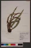 Polystichum stenophyllum Christ ޭcտ