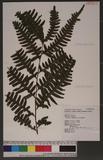 Pteris tokioi Masamune a