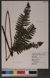 Pteris tokioi Masamune a