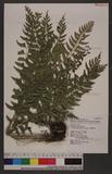 Polystichum formosanum Rosenst. OWտ