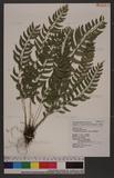 Polystichum formosanum Rosenst. OWտ