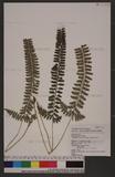 Polystichum hancockii (Hance) Diels տ