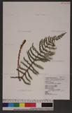 Polystichum parvipinnulum Tagawa yտ