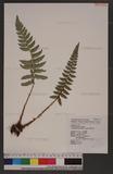 Polystichum prionolepis Hayata տ