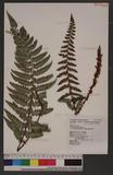 Polystichum prionolepis Hayata տ