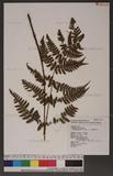 Dryopteris labordei (Christ) C. Chr. 