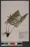 Polystichum tsus-simense (Hook.) J. Sm. տ