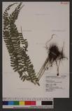 Polystichum deltodon (Bak.) Diels ͦտ