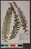 Polystichum acutidens Christ OFտ