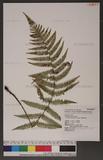 Dryopteris lepidopoda Hayata p