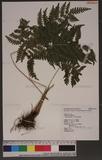 Pteris longipes Don ܻ