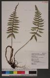 Polystichum piceopaleaceum Tagawa տ