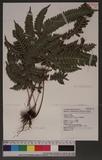 Pteris scabristipes Tagawa `