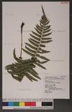 Dryopteris atrata (Wall.) Ching 