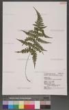 Athyrium subrigescens (Hayata) Hayata V\