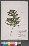 Athyrium oppositipinnum Hayata Ϳ\