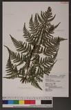 Dryopteris sparsa (Don) Ktze. 