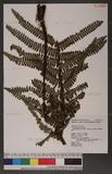 Dryopteris enneaphylla (Bak.) C. Chr. 