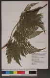 Dryopteris formosana (Christ) C. Chr. OW