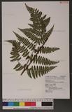 Dryopteris squamiseta (Hook.) Ktze. s