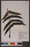 Dryopteris scottii (Bedd.) Ching v