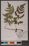 Dryopteris cacaina Tagawa 