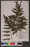 Dryopteris polita Rosenst. OF