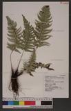 Polystichum tsus-simense (Hook.) J. Sm. տ