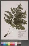 Athyrium silvicolum Tagawa s\