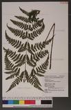 Dryopteris melanocarpa Hayata ­c