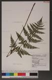 Dryopteris melanocarpa Hayata ­c