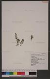 Lindsaea japonica (Bak.) Diels 饻