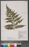 Athyrium arisanense (Hayata) Tagawa s\