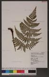 Dryopteris squamiseta (Hook.) Ktze. s