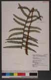 Polystichum parvipinnulum Tagawa yտ