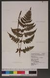 Dryopteris labordei (Christ) C. Chr. 