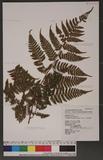 Dryopteris hendersoni (Bedd.) C. Chr. pc