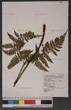 Dryopteris hendersoni (Bedd.) C. Chr. pc