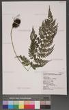 Athyrium foliolosum Sim. \