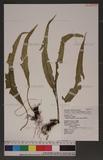 Lepisorus megasorus (C. Chr.) Ching ˸