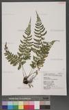 Athyrium tozanense Hayata ܿ\