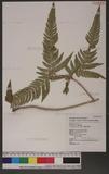 Dryopteris varia (L.) Ktze. n