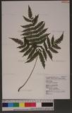 Pteris longipes Don ܻ