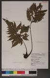 Dryopteris sordidipes Tagawa 