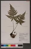 Dryopteris formosana (Christ) C. Chr. OW