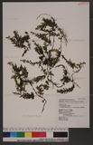 Vandenboschia latifrons (v. d. Bosch) Copel. e~